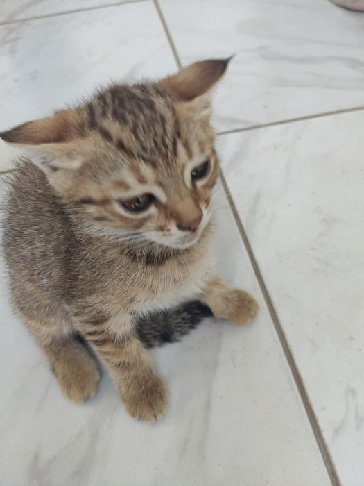 Котята продается
