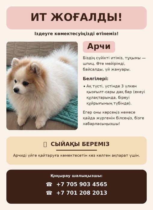 Пропала собака шпиц немецкий.
