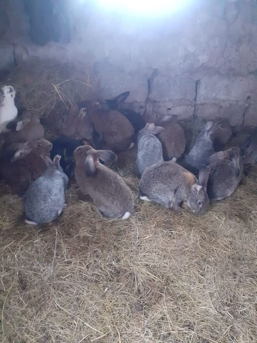 Продам кроликов порода шиншил