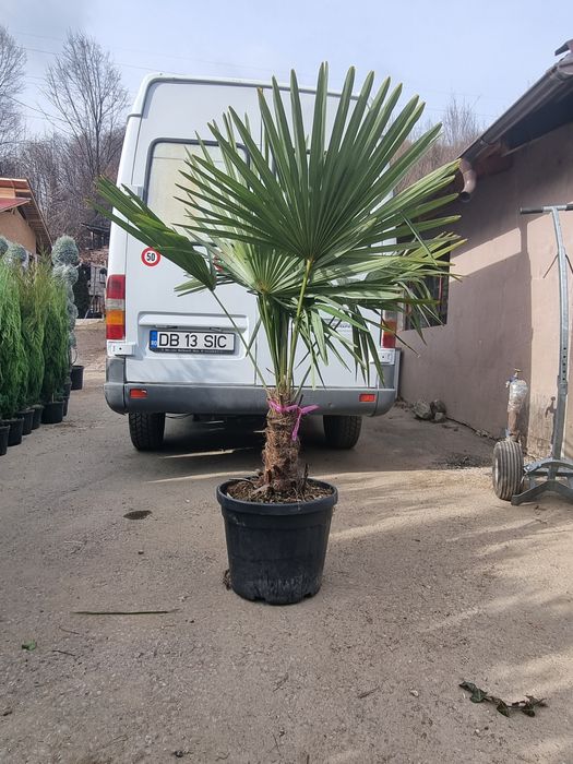 Măslin,trandafiri,tuia, Acer, palmieri etc