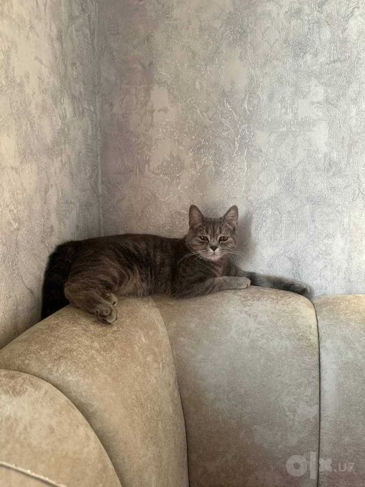 Кошка, отдаю даром в хорошие руки