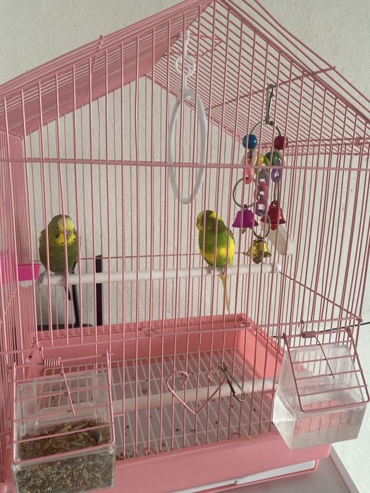 Продам попугаев 20000