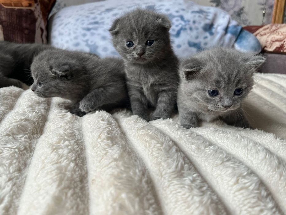 Бронь британских котят