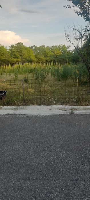 Teren intravilan 2200 mp – Rânzești, com. Fălciu – aproape de asfalt / stradă principală