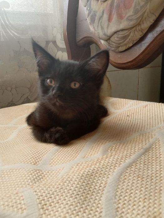 Отдам даром котенка