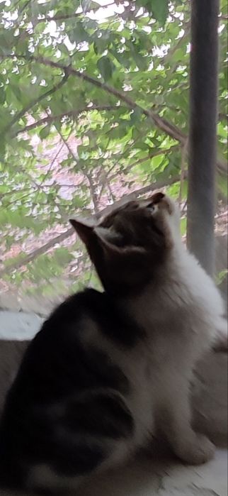 Котёнок маленький