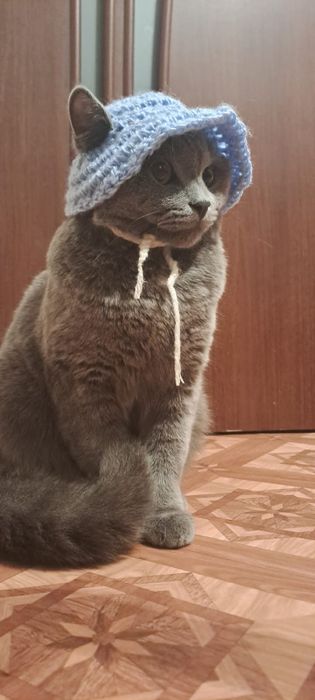 Породистый котёнок