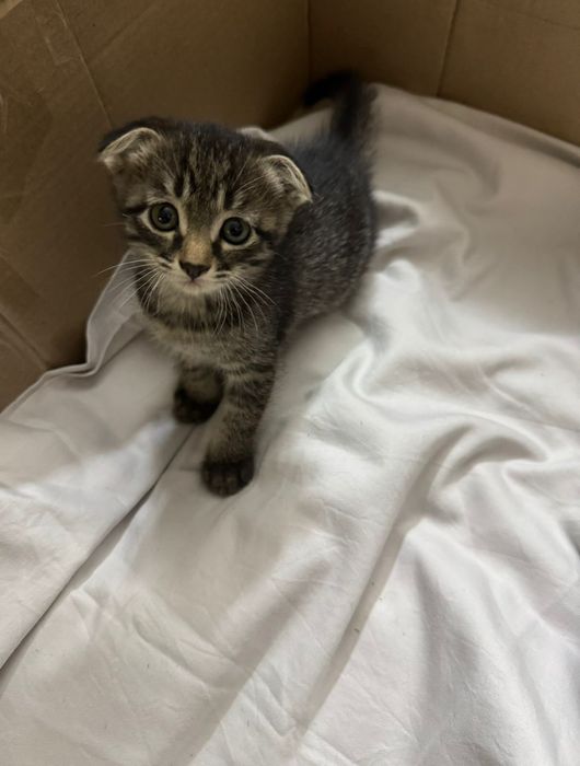Вислоухий котёнок 1,5 месяц