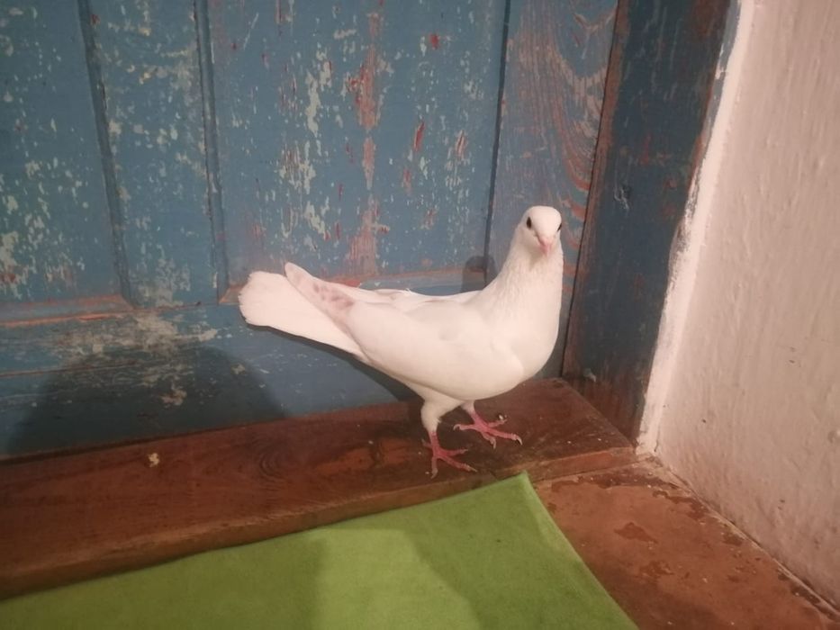 Көгершіндер сатылады