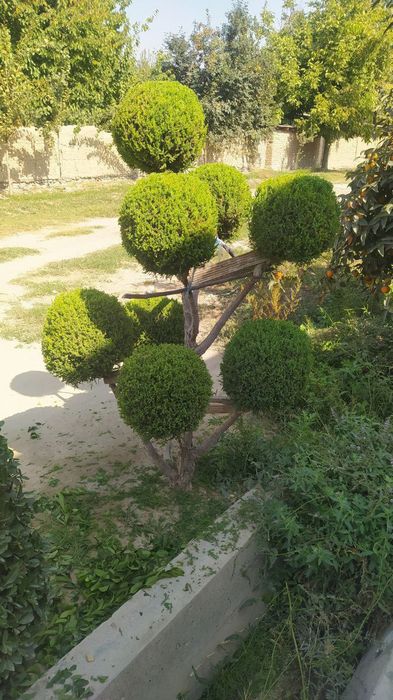 Assalom aleykum daraxt ekish va shakl berish Toshkent boʼylab