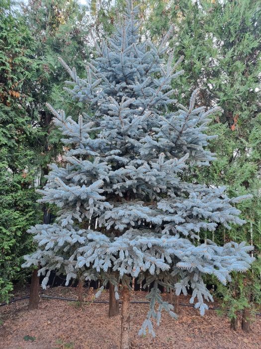 Brazi argintii, inaltime 5m