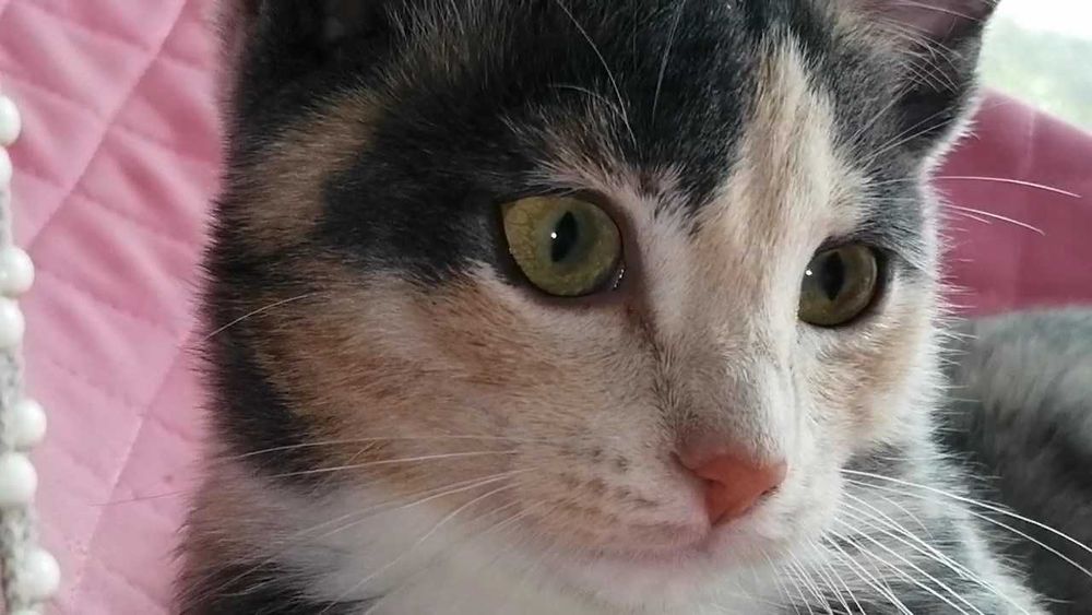 Анатолийские кошки