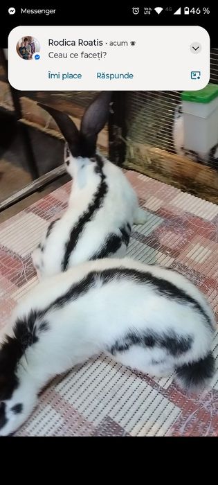 Două perechi de fluture german