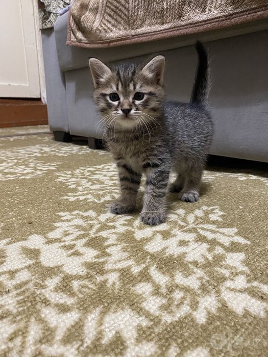 Котята Страйк Висло ушки смешиные