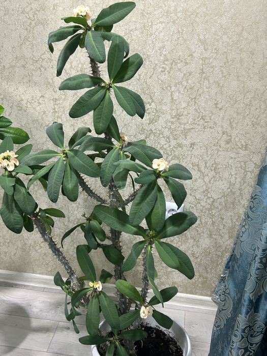 Домашний цветок