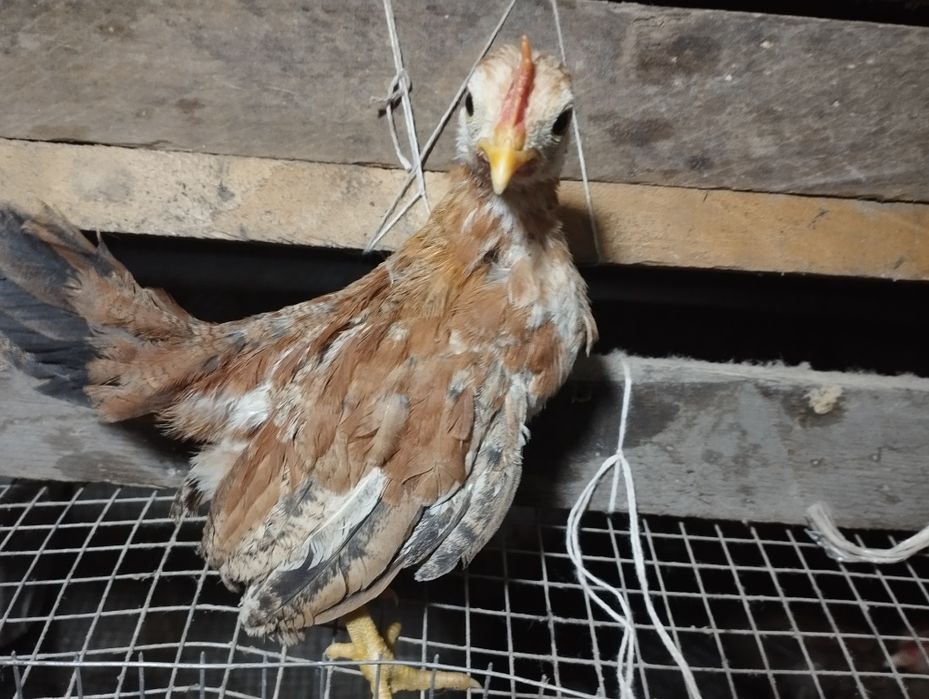 Бентамкалар балапандары.