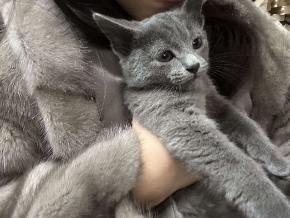 Котенок, пару месяцев, девочка