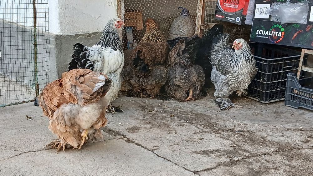 Brama tovuqlar sotiladi