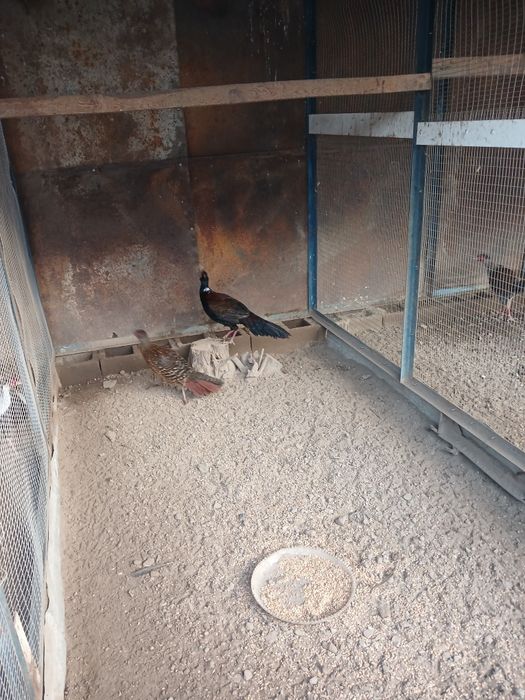 Продам  фазанов  порода свайно