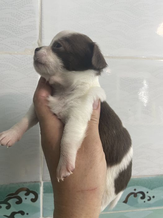 Щенки чихуахуа