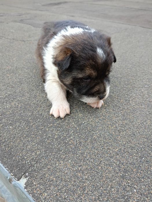 Бесплатна отдаются щенята