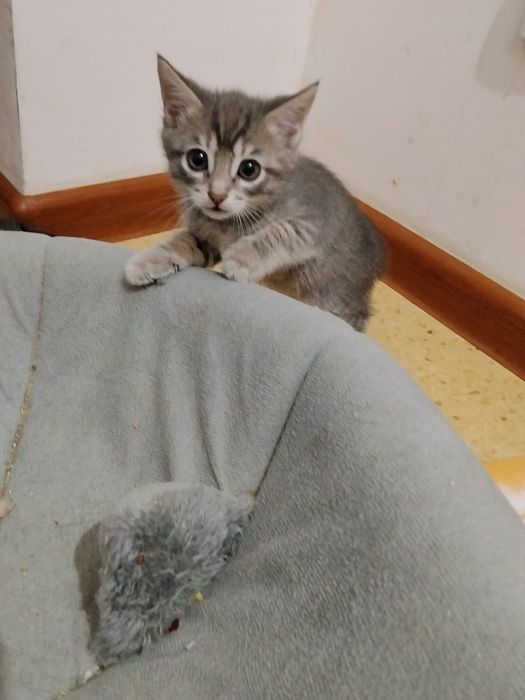 Котята ищат мам и пап