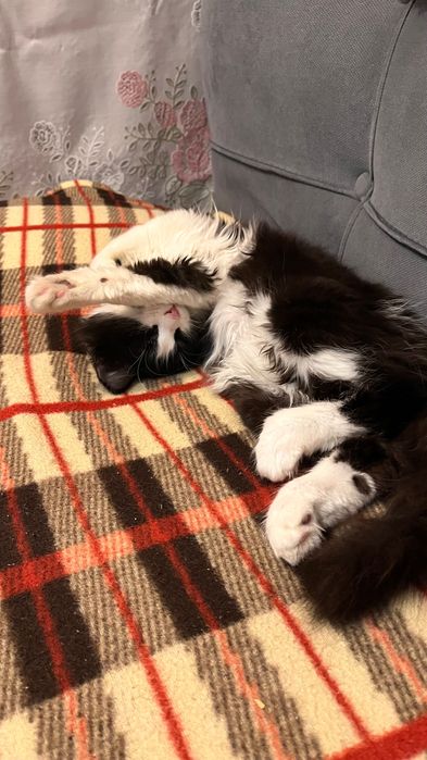 Ищем хозяйку для кошки 6мес