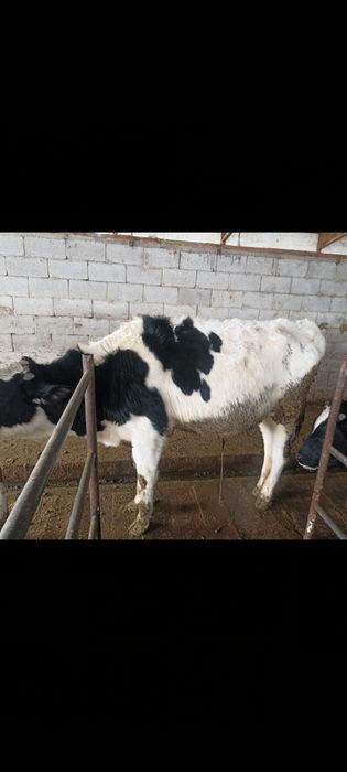 Продам бычки Черный пестрые