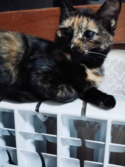 Кошечка в добрые руки