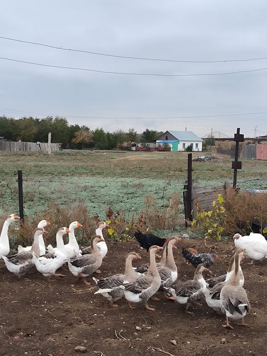 Гуси, крупные серые