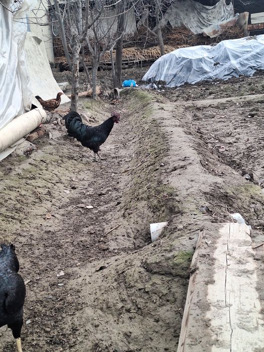 Петух Ухойил сотилади