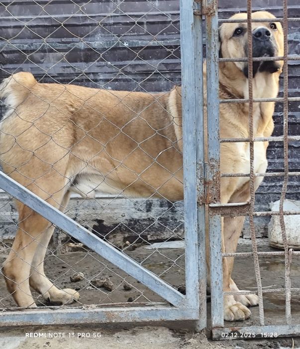 Продам взрослого Алабая!