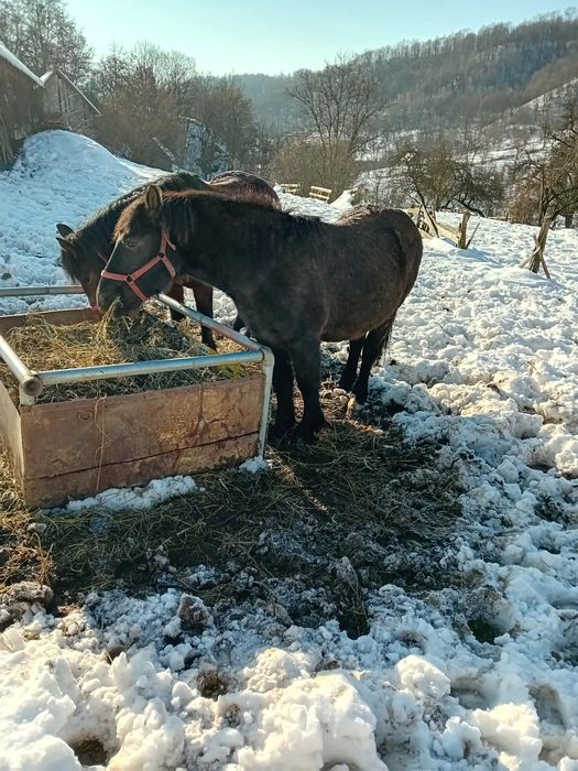 Mânz semigreu de vanazare