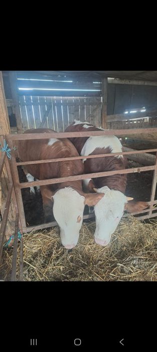 Vând viței de boxă