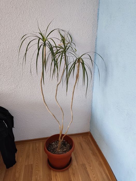 Палма Драцена около120см