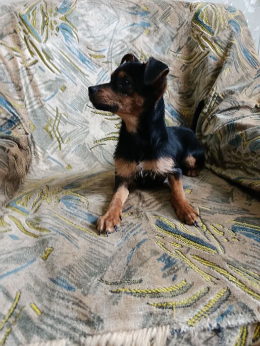 Пинчер мальчик продам