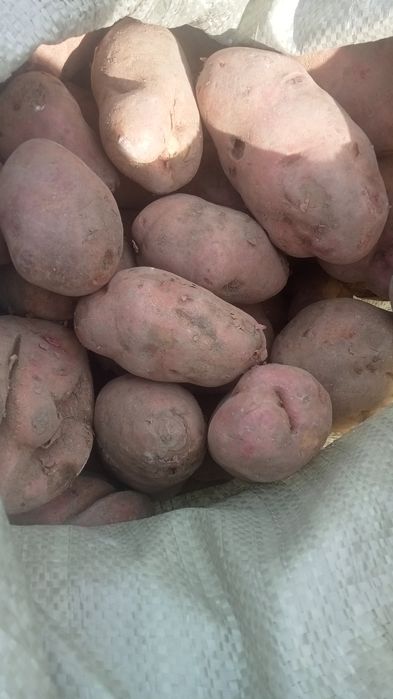 Продам свежую картошку