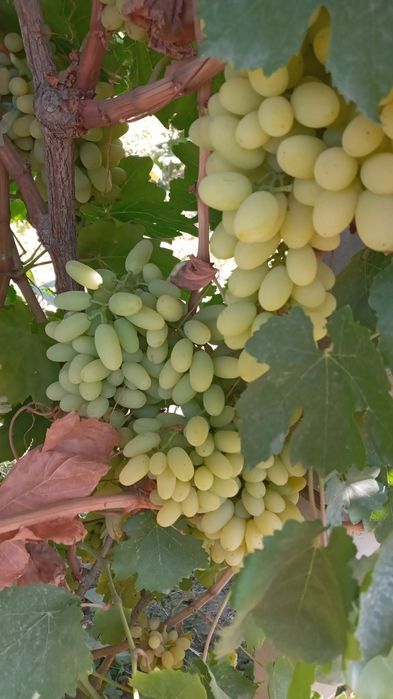 Oq kishmish sotiladi Narxi 5000 cheklanmagan miqdorda