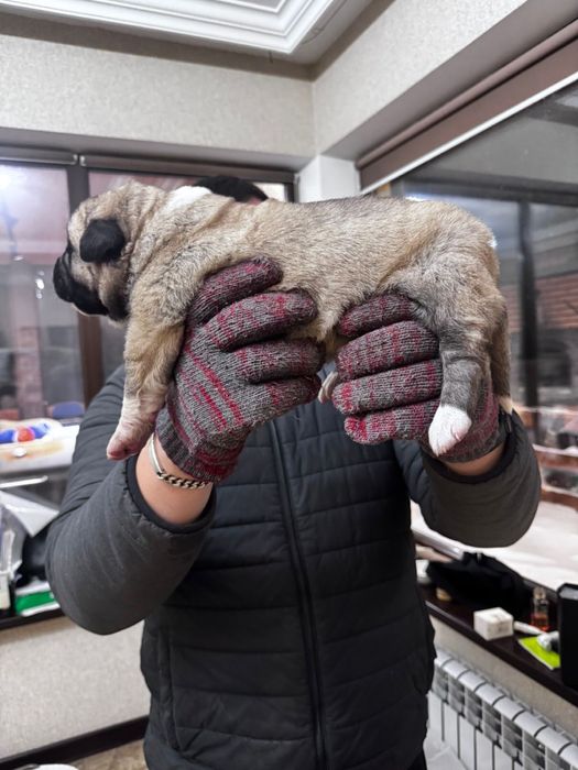 Продам щенков кангала