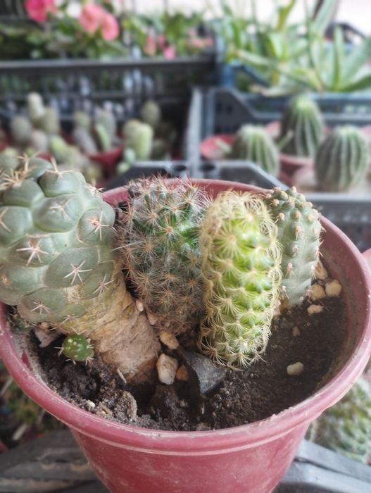 Калекцион кактусладан композиция.