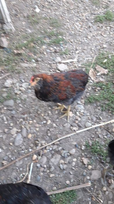 Vand cocoși Araucana