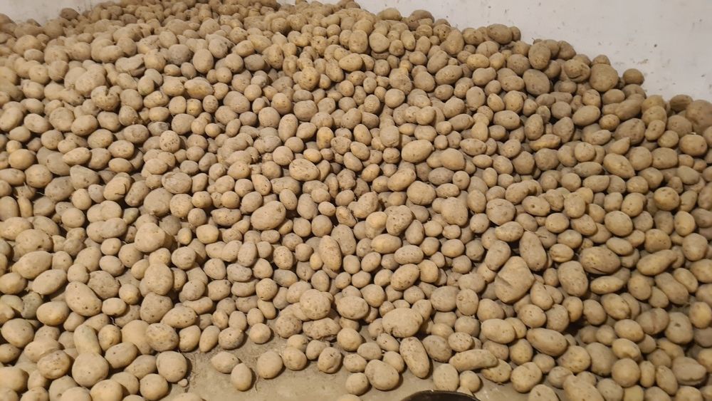 Cartofi de consum 1,5 lei kg,si de animale 1 leu