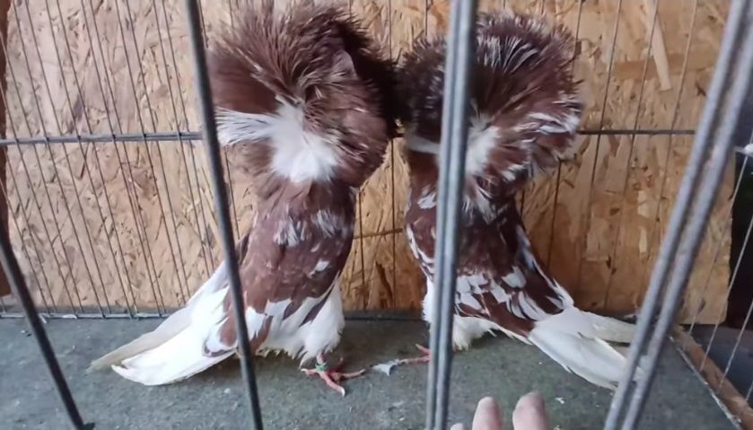 Продавам Якалии, млади и работещи птици, заедно и поотделно.