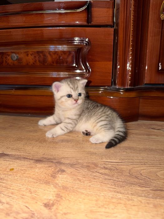 Котята короткошерстные британцы  1,5 месяцев