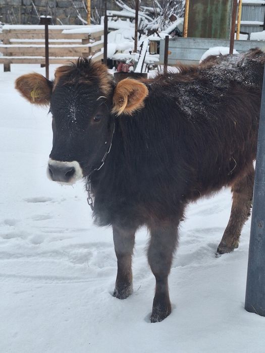 Продам тёлку аулаколь