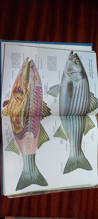 Мир природы - удивительное о животных