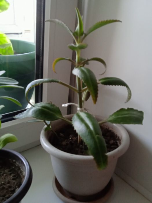 Комнатные цветы продам