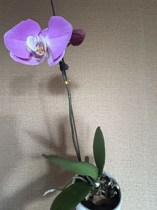 Продам орхидею (фалеонопсис)
