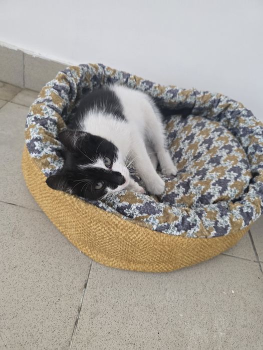 Котёнок ищет семью