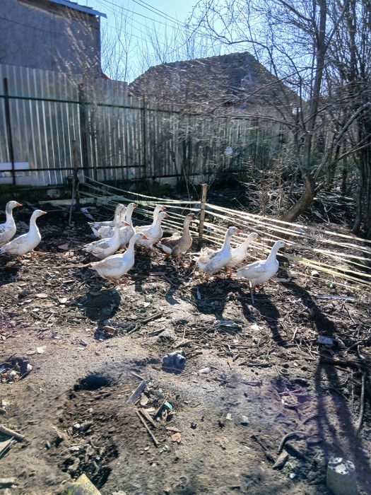 Gâște românești tinere